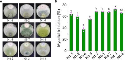 A newly isolated Trichoderma Parareesei N4-3 exhibiting a biocontrol potential for banana fusarium wilt by Hyperparasitism